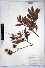 Conocarpus erectus image