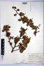 Bursera epinnata image