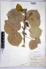 Hibiscus pernambucensis image