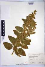 Cestrum pacificum image