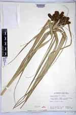 Cyperus duripes image