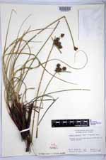 Cyperus sordidus image