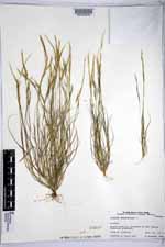 Aristida adscensionis image