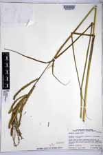 Paspalum longum image
