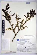 Phoradendron quadrangulare image