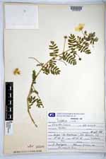 Tribulus cistoides image