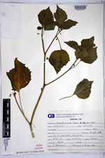 Physalis pubescens image