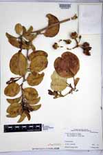 Ipomoea pes-caprae image