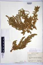 Dalea pinetorum image