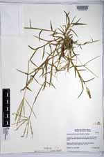 Digitaria bicornis image