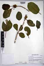 Ficus cotinifolia image