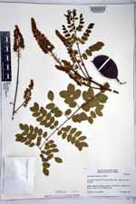 Caesalpinia bonduc image