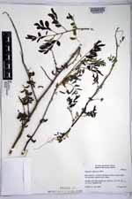 Indigofera suffruticosa image