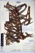 Polystichum hartwegii image