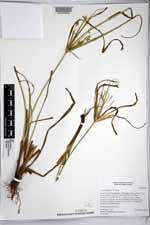 Cyperus duripes image
