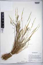 Aristida adscensionis image