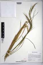 Aristida vaginata image