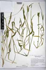 Eriochloa acuminata var. acuminata image