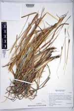 Heteropogon contortus image