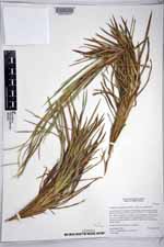 Schizachyrium sanguineum image