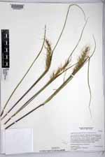 Sorghastrum pohlianum image