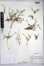 Urochloa reptans image