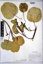 Ipomoea pes-caprae image