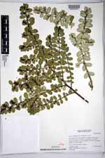 Euphorbia anthonyi image