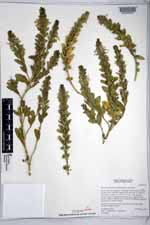 Teucrium townsendii image