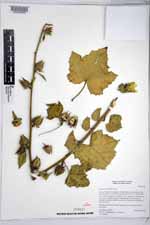 Hibiscus diversifolius image