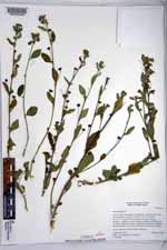 Sida rhombifolia image