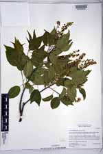 Prunus serotina var. serotina image