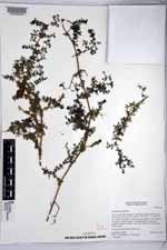 Galium mexicanum image