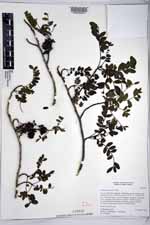 Zanthoxylum fagara image