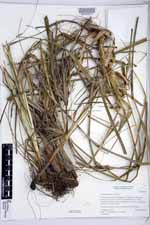 Cyperus duripes image