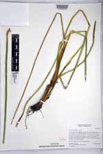 Eleocharis mutata image