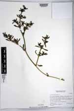 Sesuvium portulacastrum image