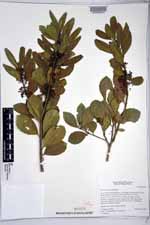 Ilex socorroensis image