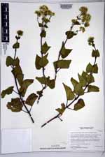 Ageratina pichinchensis image