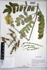 Sophora tomentosa image