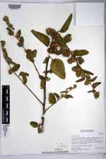 Waltheria indica image