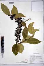 Forestiera rhamnifolia image