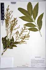 Sapindus saponaria image