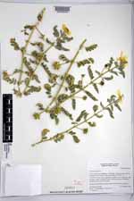 Tribulus cistoides image