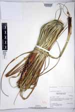 Cyperus duripes image