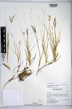 Bothriochloa pertusa image