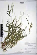 Digitaria bicornis image