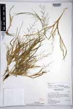 Leptochloa panicea subsp. brachiata image