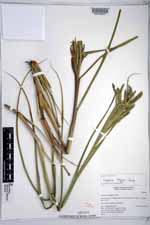 Paspalum longum image