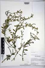 Heliotropium procumbens image